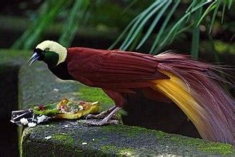 Birds of Paradise: Icons of Tropical Biodiversity